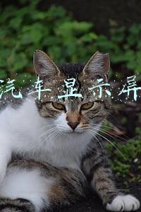 汽车显示屏
