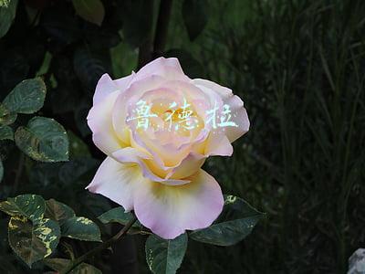鲁德拉