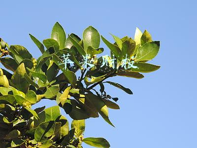 苹果财报2021第三季度(互联网快报｜去年四季度苹果收入刷新高 每天净赚近24亿人民币)