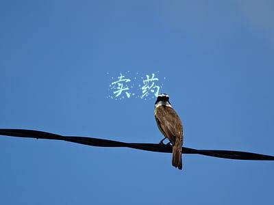 卖药需要考什么证(网售药品，这张