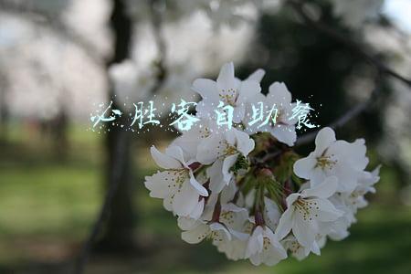必胜客自助餐