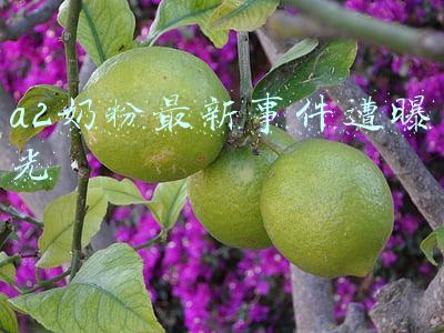 a2奶粉最新事件遭曝光