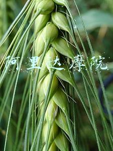 阿里达摩院