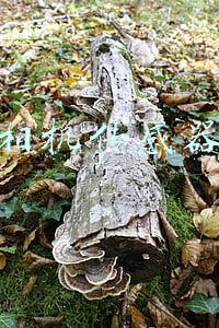 相机传感器