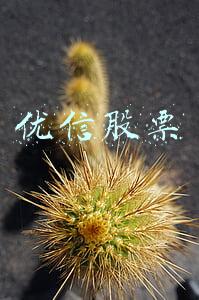 优信股票价格(优信正式在纳斯达克上市，发行价每股9美元)