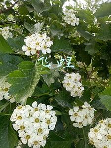 飞蝗