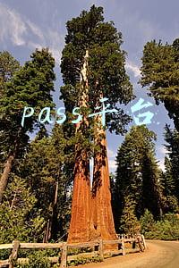 pass平台