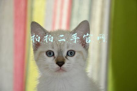 拍拍二手官网