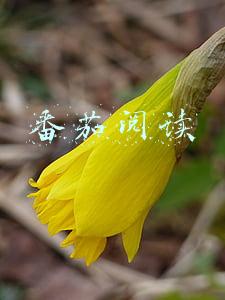 番茄阅读