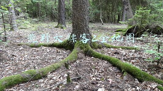 荒野大镖客2全地图中文(《荒野大镖客2》全方位指南（一）详细地图资料及介绍)