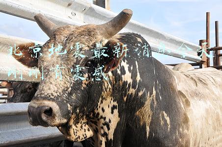 北京地震最新消息今天刚刚有震感