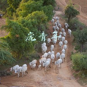 庞青年