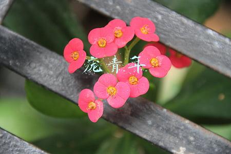 庞青年
