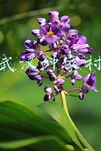 武汉钟家村