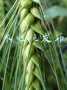小米电视发布会2020时间表-2020年小米电视发布会
