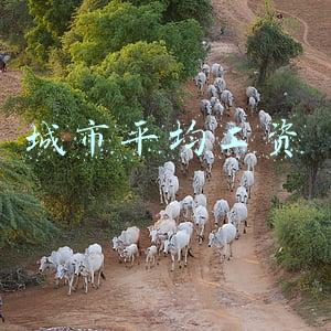 城市平均工资2021最新公布-2021年10月12日第三季度平均薪酬城市已公布