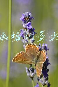 开个沙画培训班怎么样(沙画能不能办成培训班)