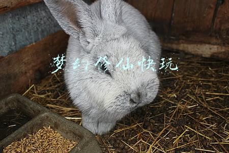 梦幻修仙网页游戏攻略(成仙成魔，一念之间《梦幻修仙》火热上线)