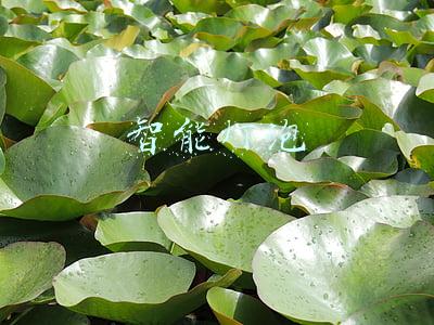 智能灯泡