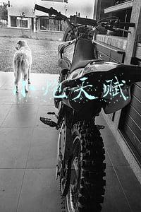 小炮天赋