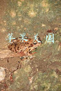 苹果美国