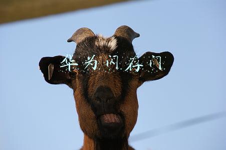 华为闪存门