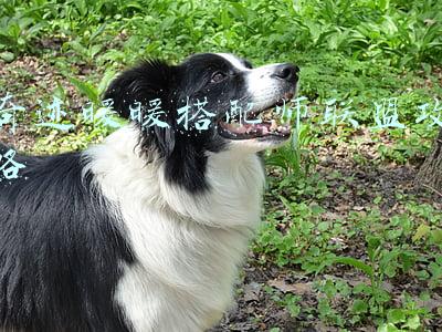 奇迹暖暖搭配师联盟攻略