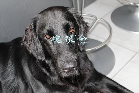 魏银仓