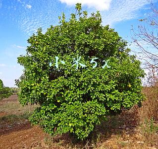 小米5x