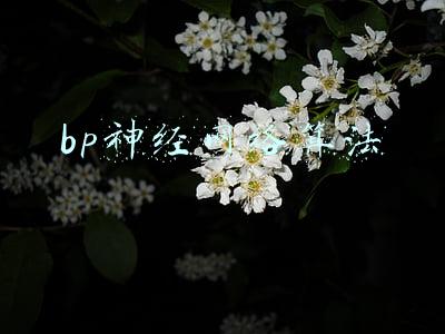 bp神经网络算法