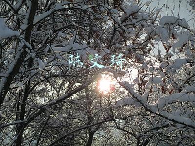 陈文琦