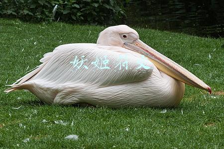 妖姬符文
