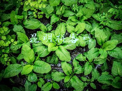昆明拼客网