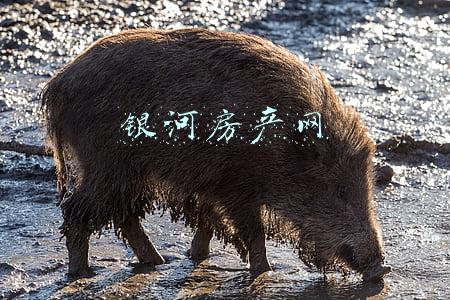 银河房产网
