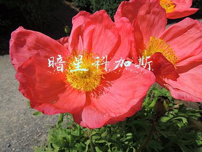 暗星科加斯