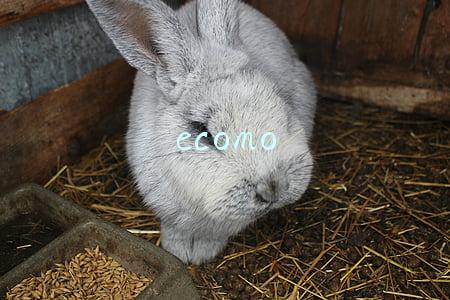 ecomo