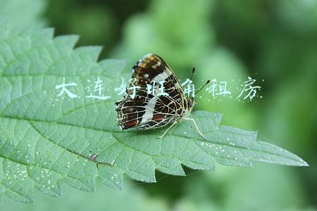 大连好旺角租房