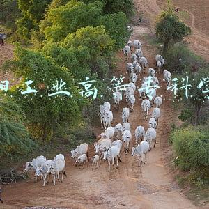 洛阳工业高等专科学校