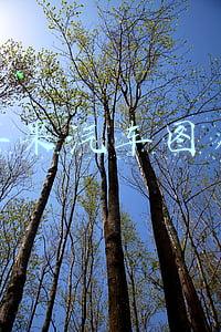 苹果汽车图片