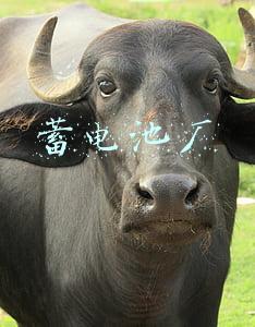 蓄电池厂