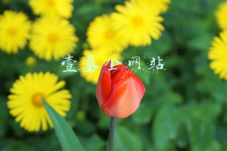 壹基金网站