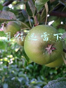 芈月传迅雷下载