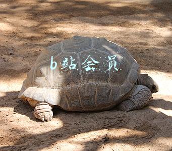 b站会员