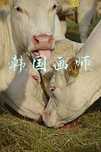 韩国画师