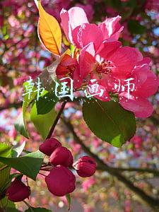 韩国画师
