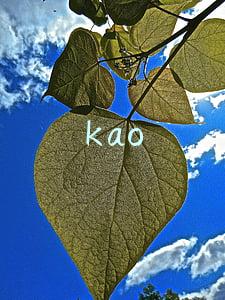 kao