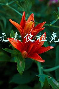 大元素使拉克丝