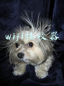 wifi接收器