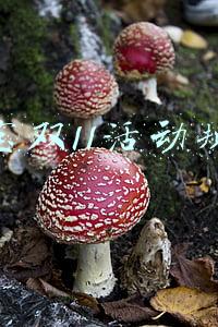 淘宝双11活动规则