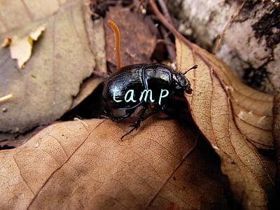 tamp
